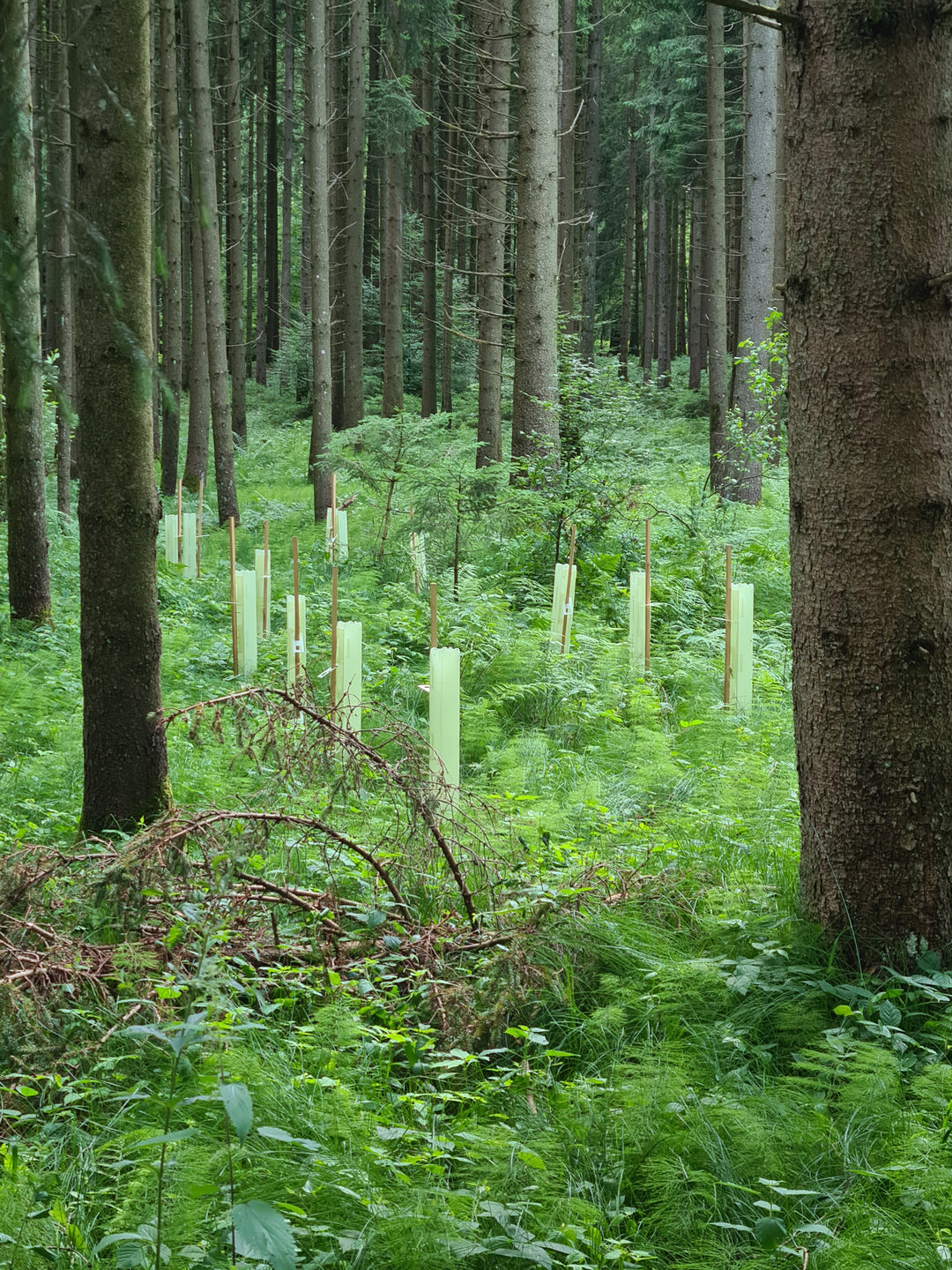 Baum pflanzen (Allgäu)